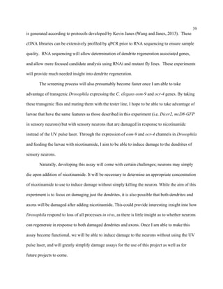 39
is generated according to protocols developed by Kevin Janes (Wang and Janes, 2013). These
cDNA libraries can be extensively profiled by qPCR prior to RNA sequencing to ensure sample
quality. RNA sequencing will allow determination of dendrite regeneration associated genes,
and allow more focused candidate analysis using RNAi and mutant fly lines. These experiments
will provide much needed insight into dendrite regeneration.
The screening process will also presumably become faster once I am able to take
advantage of transgenic Drosophila expressing the C. elegans osm-9 and ocr-4 genes. By taking
these transgenic flies and mating them with the tester line, I hope to be able to take advantage of
larvae that have the same features as those described in this experiment (i.e. Dicer2, mcD8-GFP
in sensory neurons) but with sensory neurons that are damaged in response to nicotinamide
instead of the UV pulse laser. Through the expression of osm-9 and ocr-4 channels in Drosophila
and feeding the larvae with nicotinamide, I aim to be able to induce damage to the dendrites of
sensory neurons.
Naturally, developing this assay will come with certain challenges; neurons may simply
die upon addition of nicotinamide. It will be necessary to determine an appropriate concentration
of nicotinamide to use to induce damage without simply killing the neuron. While the aim of this
experiment is to focus on damaging just the dendrites, it is also possible that both dendrites and
axons will be damaged after adding nicotinamide. This could provide interesting insight into how
Drosophila respond to loss of all processes in vivo, as there is little insight as to whether neurons
can regenerate in response to both damaged dendrites and axons. Once I am able to make this
assay become functional, we will be able to induce damage to the neurons without using the UV
pulse laser, and will greatly simplify damage assays for the use of this project as well as for
future projects to come.
 