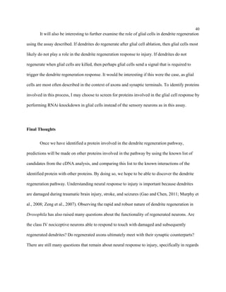 40
It will also be interesting to further examine the role of glial cells in dendrite regeneration
using the assay described. If dendrites do regenerate after glial cell ablation, then glial cells most
likely do not play a role in the dendrite regeneration response to injury. If dendrites do not
regenerate when glial cells are killed, then perhaps glial cells send a signal that is required to
trigger the dendrite regeneration response. It would be interesting if this were the case, as glial
cells are most often described in the context of axons and synaptic terminals. To identify proteins
involved in this process, I may choose to screen for proteins involved in the glial cell response by
performing RNAi knockdown in glial cells instead of the sensory neurons as in this assay.
Final Thoughts
Once we have identified a protein involved in the dendrite regeneration pathway,
predictions will be made on other proteins involved in the pathway by using the known list of
candidates from the cDNA analysis, and comparing this list to the known interactions of the
identified protein with other proteins. By doing so, we hope to be able to discover the dendrite
regeneration pathway. Understanding neural response to injury is important because dendrites
are damaged during traumatic brain injury, stroke, and seizures (Gao and Chen, 2011; Murphy et
al., 2008; Zeng et al., 2007). Observing the rapid and robust nature of dendrite regeneration in
Drosophila has also raised many questions about the functionality of regenerated neurons. Are
the class IV nociceptive neurons able to respond to touch with damaged and subsequently
regenerated dendrites? Do regenerated axons ultimately meet with their synaptic counterparts?
There are still many questions that remain about neural response to injury, specifically in regards
 