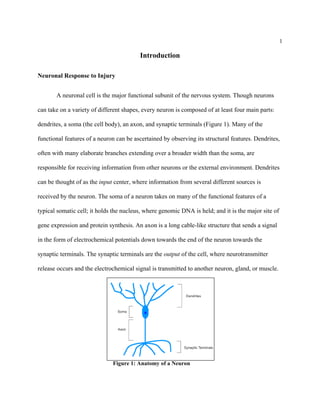 1
Introduction
Neuronal Response to Injury
A neuronal cell is the major functional subunit of the nervous system. Though neurons
can take on a variety of different shapes, every neuron is composed of at least four main parts:
dendrites, a soma (the cell body), an axon, and synaptic terminals (Figure 1). Many of the
functional features of a neuron can be ascertained by observing its structural features. Dendrites,
often with many elaborate branches extending over a broader width than the soma, are
responsible for receiving information from other neurons or the external environment. Dendrites
can be thought of as the input center, where information from several different sources is
received by the neuron. The soma of a neuron takes on many of the functional features of a
typical somatic cell; it holds the nucleus, where genomic DNA is held; and it is the major site of
gene expression and protein synthesis. An axon is a long cable-like structure that sends a signal
in the form of electrochemical potentials down towards the end of the neuron towards the
synaptic terminals. The synaptic terminals are the output of the cell, where neurotransmitter
release occurs and the electrochemical signal is transmitted to another neuron, gland, or muscle.
Figure 1: Anatomy of a Neuron
 