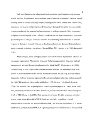 2
Each part of a neuron has a functional requirement that contributes to normal nervous
system function. What happens when one of the parts of a neuron is damaged? A typical somatic
cell may divide or choose to undergo apoptosis in response to stress. Unlike other somatic cells,
neurons do not undergo cell proliferation. If neurons are damaged, they either choose a path to
regenerate and repair the area that has been damaged, or undergo apoptosis. Since neurons are
delegated the daunting task to last a lifetime, it makes sense that they have extensive systems in
place to respond to damaged axons and dendrites. Understanding the mechanisms of neuronal
response to damage is clinically relevant, as dendrites and axons are damaged during ischemic
stroke, traumatic brain injury, or seizures (Gao and Chen, 2011; Murphy et al., 2008; Zeng et al.,
2007).
When damaged, axons undergo a process known as Wallerian degeneration followed by
subsequent regeneration. After axonal injury and Wallerian degeneration, Draper on glial cell
membranes is activated through phosphorylation by Shark-Src42A (Ziegenfuss et al., 2008).
Glial cells help to clear axonal debris. Perforation of the neuronal cell membrane of the axon
creates an increase in intracellular calcium that travels towards the cell body. Calcium release
triggers the pathway for axonal regeneration by activation of adenylyl cyclase and subsequently
the cAMP-PKA pathway (Appenzeller and Palmer, 1972; Carlsen, 1982; Ghosh-Roy et al.,
2010). The activated PKA helps to promote axonal outgrowth (Ayaz et al., 2008). At the same
time, axon injury inhibits activity of the protein hiw, whose normal function is to downregulate
levels of DLK (Xiong et al., 2010). Dual-leucine zipper kinase (DLK) is a mitogen-activated
protein kinase kinase kinase (MAPKKK) that is activated after axonal injury, which
subsequently activates the Jun N-terminal kinase (JNK) and the transcription factor FOS (Gallo
and Johnson, 2002). Enhanced JNK/FOS signaling corresponds with an increased production of
 