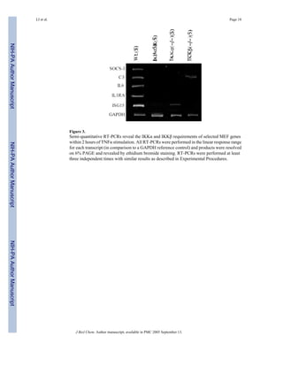 Figure 3.
Semi-quantitative RT-PCRs reveal the IKKα and IKKβ requirements of selected MEF genes
within 2 hours of TNFα stimulation. All RT-PCRs were performed in the linear response range
for each transcript (in comparison to a GAPDH reference control) and products were resolved
on 6% PAGE and revealed by ethidium bromide staining. RT-PCRs were performed at least
three independent times with similar results as described in Experimental Procedures.
LI et al. Page 18
J Biol Chem. Author manuscript; available in PMC 2005 September 13.
NIH-PAAuthorManuscriptNIH-PAAuthorManuscriptNIH-PAAuthorManuscript
 
