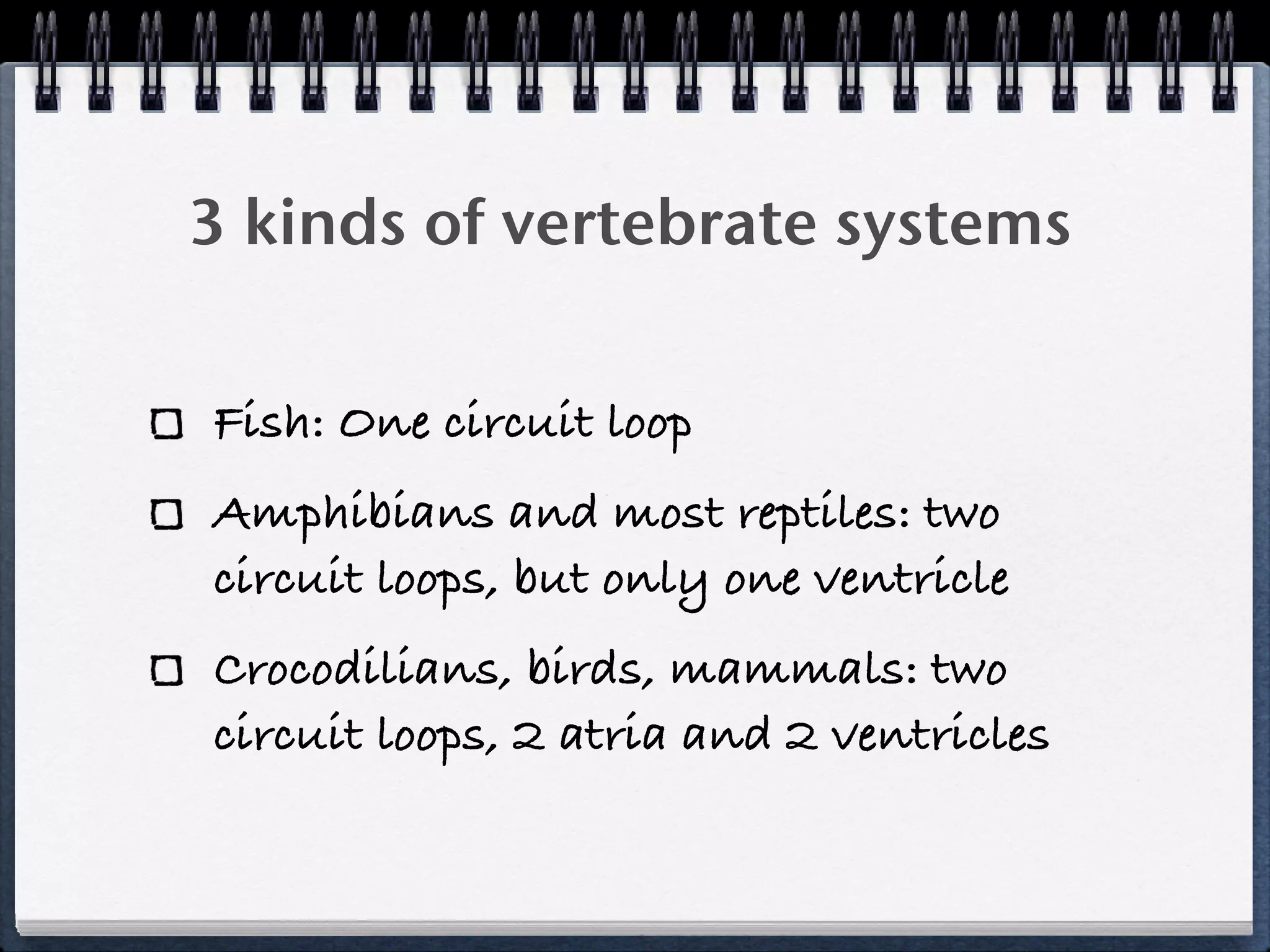 3 kinds of vertebrate systems

Fish: One circuit loop
Amphibians and most reptiles: two
circuit loops, but only one ventricle
Crocodilians, birds, mammals: two
circuit loops, 2 atria and 2 ventricles
 