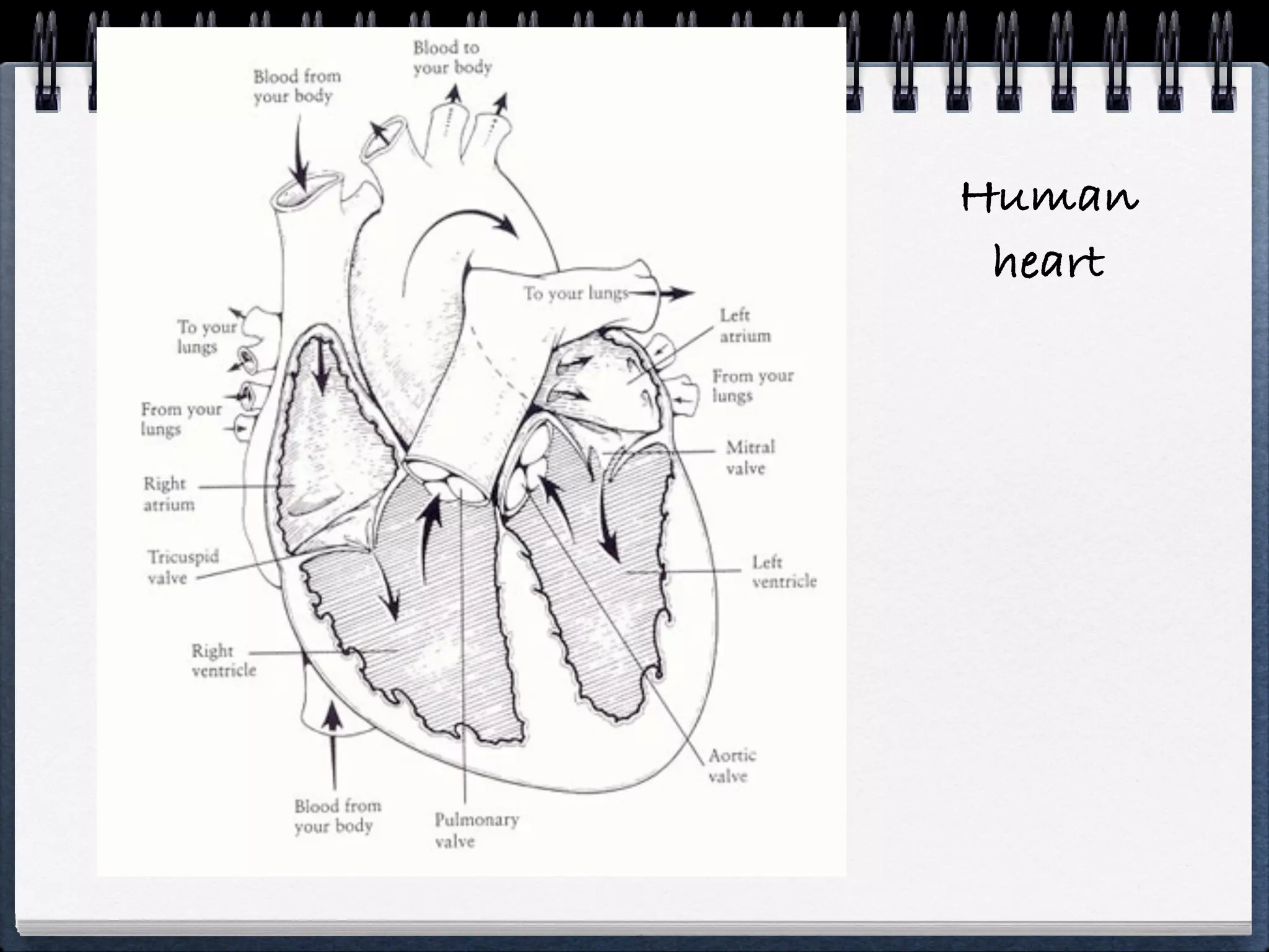 Human
 heart
 