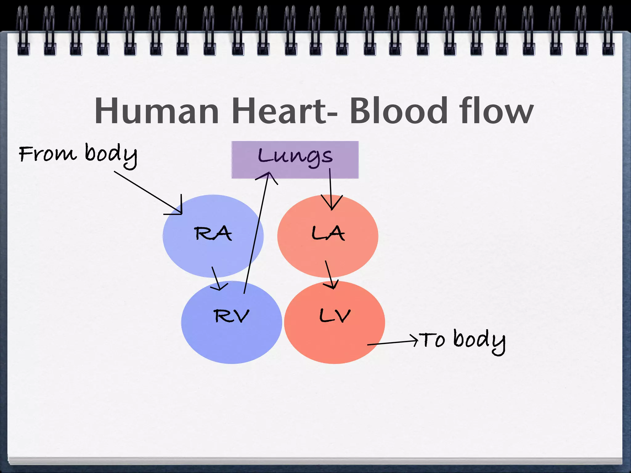 Human Heart- Blood flow
From body         Lungs


            RA       LA


             RV      LV
                          To body
 