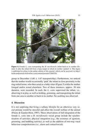 T.M. Eppley et al. / Behaviour (2015) 11
Figure 4. Female L. catta transporting the H. meridionalis infant back to its mother (Fe-
male 2) after the infant fell from a liana tangle in which its mother ‘parked’ it. This ﬁgure
is published in colour in the online edition of this journal, which can be accessed via http://
booksandjournals.brillonline.com/content/journals/1568539x.
group in December (1.60 ± 1.67 transports/day). Furthermore, we noticed
that the mother would occasionally ‘park’ the infant in close proximity to the
ring-tailed lemur, who then acted as a baby-sitter (Figure 5) while the mother
foraged and/or rested elsewhere. Two of these instances, approx. 30 min
duration, were recorded. In each, the L. catta supervised the infant, i.e.,
observing it at play, as well as holding, grooming, and transporting the infant
from one area to another or back to its mother. No suckling was observed.
4. Discussion
It is not surprising that living a solitary lifestyle for an otherwise very so-
cial primate would be stressful and affect the overall welfare of the animal
(Fleury & Gautier-Hion, 1997). These observations of full integration of the
female L. catta into a H. meridionalis social group include the synchro-
nization of activities, physical integration (e.g., the existence of agonism,
grooming, and huddling activity), as well as the addition of two-way vocal
behaviour comprehension (i.e., alarm and contact/social).
 
