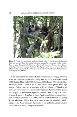12 Behaviour (2015) DOI:10.1163/1568539X-00003267
Figure 5. Female L. catta grooms her foot while the infant H. meridionalis climbs on her
back and grooms. These ‘babysitting’ situations appeared to provide the mother southern
bamboo lemur (Female 2) relief from the infant by allowing her to forage without the extra
cost of carrying and protecting the infant. This ﬁgure is published in colour in the online
edition of this journal, which can be accessed via http://booksandjournals.brillonline.com/
content/journals/1568539x.
It has been shown that animals beneﬁt from increased foraging efﬁciency
when information regarding high quality food patches is shared (Struhsaker,
1981; Gautier-Hion et al., 1983; Heymann, 2000; Porter, 2001); this is likely
the case for the L. catta in the H. meridionalis social group. Their high
degree of dietary overlap is surprising as H. meridionalis of Mandena are
considered folivorous, and known for their peculiar diet of terrestrial grasses
and sedges, i.e., graminoids (Eppley & Donati, 2009; Eppley et al., 2011)
whereas L. catta is described as being frugivorous/folivorous, adapting its
diet seasonally (Simmen et al., 2006) with an ability to feed on low-quality
leaves (Ganzhorn, 1986). That the L. catta fed on the graminoid species
unique to the H. meridionalis diet speaks to her ability to gain information
about food availability from group members.
 