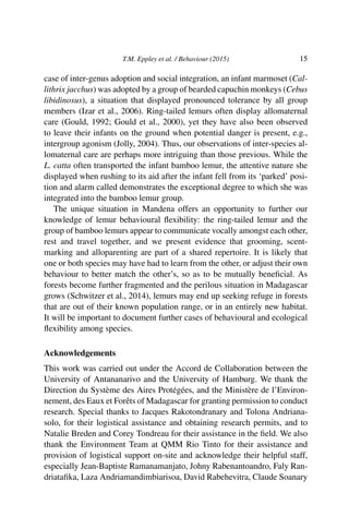 T.M. Eppley et al. / Behaviour (2015) 15
case of inter-genus adoption and social integration, an infant marmoset (Cal-
lithrix jacchus) was adopted by a group of bearded capuchin monkeys (Cebus
libidinosus), a situation that displayed pronounced tolerance by all group
members (Izar et al., 2006). Ring-tailed lemurs often display allomaternal
care (Gould, 1992; Gould et al., 2000), yet they have also been observed
to leave their infants on the ground when potential danger is present, e.g.,
intergroup agonism (Jolly, 2004). Thus, our observations of inter-species al-
lomaternal care are perhaps more intriguing than those previous. While the
L. catta often transported the infant bamboo lemur, the attentive nature she
displayed when rushing to its aid after the infant fell from its ‘parked’ posi-
tion and alarm called demonstrates the exceptional degree to which she was
integrated into the bamboo lemur group.
The unique situation in Mandena offers an opportunity to further our
knowledge of lemur behavioural ﬂexibility: the ring-tailed lemur and the
group of bamboo lemurs appear to communicate vocally amongst each other,
rest and travel together, and we present evidence that grooming, scent-
marking and alloparenting are part of a shared repertoire. It is likely that
one or both species may have had to learn from the other, or adjust their own
behaviour to better match the other’s, so as to be mutually beneﬁcial. As
forests become further fragmented and the perilous situation in Madagascar
grows (Schwitzer et al., 2014), lemurs may end up seeking refuge in forests
that are out of their known population range, or in an entirely new habitat.
It will be important to document further cases of behavioural and ecological
ﬂexibility among species.
Acknowledgements
This work was carried out under the Accord de Collaboration between the
University of Antananarivo and the University of Hamburg. We thank the
Direction du Système des Aires Protégées, and the Ministère de l’Environ-
nement, des Eaux et Forêts of Madagascar for granting permission to conduct
research. Special thanks to Jacques Rakotondranary and Tolona Andriana-
solo, for their logistical assistance and obtaining research permits, and to
Natalie Breden and Corey Tondreau for their assistance in the ﬁeld. We also
thank the Environment Team at QMM Rio Tinto for their assistance and
provision of logistical support on-site and acknowledge their helpful staff,
especially Jean-Baptiste Ramanamanjato, Johny Rabenantoandro, Faly Ran-
driataﬁka, Laza Andriamandimbiarisoa, David Rabehevitra, Claude Soanary
 