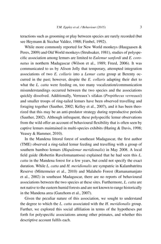 T.M. Eppley et al. / Behaviour (2015) 3
teractions such as grooming or play between species are rarely recorded (but
see Heymann & Sicchar Valdez, 1988; Fimbel, 1992).
While more commonly reported for New World monkeys (Haugaasen &
Peres, 2009) and Old World monkeys (Struhsaker, 1981), studies of polyspe-
ciﬁc association among lemurs are limited to Eulemur sanfordi and E. coro-
natus in northern Madagascar (Wilson et al., 1989; Freed, 2006). It was
communicated to us by Alison Jolly that temporary, attempted integration
associations of two E. collaris into a Lemur catta group at Berenty oc-
curred in the past; however, despite the E. collaris adapting their diet to
what the L. catta were feeding on, too many vocalization/communication
misunderstandings occurred between the two species and the associations
quickly dissolved. Additionally, Verreaux’s sifakas (Propithecus verreauxi)
and smaller troops of ring-tailed lemurs have been observed travelling and
foraging together (Sauther, 2002; Kelley et al., 2007), and it has been theo-
rized that this may be an anti-predator strategy during reproductive periods
(Sauther, 2002). Although infrequent, these polyspeciﬁc lemur observations
from the wild offer an account of behavioural ﬂexibility that is often seen by
captive lemurs maintained in multi-species exhibits (Haring & Davis, 1998;
Veasey & Hammer, 2010).
In the Mandena littoral forest of southeast Madagascar, the ﬁrst author
(TME) observed a ring-tailed lemur feeding and travelling with a group of
southern bamboo lemurs (Hapalemur meridionalis) in May 2008. A local
ﬁeld guide (Robertin Ravelomanantsoa) explained that he had seen this L.
catta in the Mandena forest for a few years, but could not specify the exact
duration. While L. catta and H. meridionalis are sympatric in Kalambatritra
Reserve (Mittermeier et al., 2010) and Malahelo Forest (Ramanamanjato
et al., 2002) in southeast Madagascar, there are no reports of behavioural
associations between the two species at these sites. Furthermore, L. catta are
not native to the eastern humid forests and are not known to range historically
in the Mandena area (Ganzhorn et al., 2007).
Given the peculiar nature of this association, we sought to understand
the degree to which the L. catta associated with the H. meridionalis group.
Further, we explored this social afﬁliation in terms of the hypotheses put
forth for polyspeciﬁc associations among other primates, and whether this
descriptive account fulﬁls each.
 