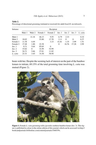 T.M. Eppley et al. / Behaviour (2015) 7
Table 2.
Percentage of directional grooming (initiated or received) for adult focal H. meridionalis.
Initiator Recipient
Male 1 Male 2 Female 1 Female 2 Juv. 1 Juv. 2 Juv. 3 L. catta
Male 1 11.18 46.13 9.55 6.79 2.33 8.10
Male 2 18.02 53.80 17.70 2.11 0 0 8.37
Female 1 11.38 4.49 3.15 41.01 1.35 3.99 1.51
Female 2 17.48 1.80 22.38 0 16.76 17.28 2.99
Juv. 1 8.71 5.64 85.65 0
Juv. 2 15.02 0 31.99 52.99
Juv. 3 54.71 5.66 27.81 11.82
L. catta 23.31 3.45 14.30 58.94
bouts with her. Despite the seeming lack of interest on the part of the bamboo
lemurs to initiate, 69.15% of the total grooming time involving L. catta was
mutual (Figure 2).
Figure 1. Female L. catta grooming with a juvenile southern bamboo lemur (Juv. 3). This ﬁg-
ure is published in colour in the online edition of this journal, which can be accessed via http://
booksandjournals.brillonline.com/content/journals/1568539x.
 