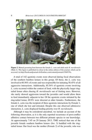 8 Behaviour (2015) DOI:10.1163/1568539X-00003267
Figure 2. Mutual grooming bout between the female L. catta and adult male H. meridionalis
(Male 2). This ﬁgure is published in colour in the online edition of this journal, which can be
accessed via http://booksandjournals.brillonline.com/content/journals/1568539x.
A total of 142 agonistic events were observed during focal observations
of the southern bamboo lemurs in this group. Of those, the L. catta was
involved in 60.56% of events and was responsible for initiating 58.45% of all
aggressive interactions. Additionally, 85.54% of agonistic events involving
L. catta occurred within the context of food, with the physically larger ring-
tailed lemur often chasing H. meridionalis out of fruiting trees. However,
she rarely showed aggression toward the juveniles and would allow them
to feed immediately adjacent to her. Of the agonistic events initiated by the
ring-tailed lemur, 69.9% were directed at other females. Furthermore, the
female L. catta was the recipient of three agonistic interactions by Female 1,
one of which she lost and retreated. Despite this one observed submissive
interaction, L. catta displayed feeding priority over H. meridionalis.
Although it may be considered anecdotal, we include an account of the
following observation, as it is the only reported occurrence of post-conﬂict
afﬁnitive contact between two different primate species to our knowledge.
At approximately 7:45 on 29 January 2013, TME noticed that one of the
juvenile female southern bamboo lemurs (Juv. 3) huddled with the ring-
tailed lemur. Our focal was the mother (Female 2) of the juvenile, who was
 