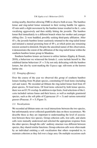 T.M. Eppley et al. / Behaviour (2015) 9
resting nearby, therefore allowing TME to observe both at ease. The bamboo
lemur and ring-tailed lemur remained in their resting huddle for approx.
45 min until a slight movement by the bamboo lemur resulted in the L. catta
vocalizing aggressively and then mildly hitting the juvenile. The bamboo
lemur ﬂed immediately to a different branch where her mother and younger
sibling (Juv. 2) were huddled, possibly seeking third-party afﬁliation. After
45 s, the juvenile bamboo lemur cautiously returned to the ring-tailed lemur
and initiated a mutual grooming bout of 49 s, at which point any remaining
tension seemed to diminish. Despite the anecdotal nature of this observation,
it demonstrates the extent of the afﬁliation of the ring-tailed lemur within the
southern bamboo lemur group in Mandena.
Southern bamboo lemurs are known to utilize latrines (Eppley & Donati,
2010), a behaviour we witnessed the female L. catta include herself in. She
exhibited latrine behaviour (N = 3) by not only defecating with the bamboo
lemurs, but also by scent-marking the Uapaca spp. stilt-roots at the known
latrine site.
3.2. Foraging efﬁciency
Over the course of the year we observed this group of southern bamboo
lemurs feeding from 56 plant species, constituting 63 food items (including
soil and water). We recorded ad libitum the ring-tailed lemur feed from 45
plant species, 54 food items. Of food items selected by both lemur species,
there was an 83.3% overlap. In addition to ripe fruits, food selections of the L.
catta included various lianas and their leaves, as well as multiple graminoid
species, such as the soft piths of Cyperaceae (N = 3) and various terrestrial
grasses (Poaceae; N = 5; Figure 3).
3.3. Vocalizations
We recorded ad libitum notes on vocal interactions between the two species,
but unfortunately never collected quantiﬁable data on these occurrences. We
describe these as they are important to understanding the level of associa-
tion between these two species. Group cohesion calls, lost calls, and alarm
calls were mutually understood and solicited the appropriate response from
the other species; though the calls’ auditory structure was different between
species, they shared similar functions. Group cohesion calls were often made
by an individual emitting a soft vocalization that others responded to, to
maintain cohesion as they fed over a large area. On multiple occasions each
 