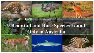 9 Beautiful and Rare Species Found
Only in Australia
 
