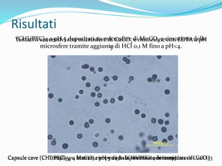 Tentativi successivi con microsfere di CaCO3 e rimozione con EDTA a pH
5
Risultati
(CHI/PEC)4 a pH 5 depositati su microsfere di MnCO3 e rimozione delle
microsfere tramite aggiunta di HCl 0,1 M fino a pH<4.
Templates MnCO3 ricoperti da (CHI/PEC) 4 bistratiCapsule cave (CHI/PEC)LM 4 bistrati a pH 5 dopo la rimozione dei templates di CaCO3Capsule cave (CHI/PEC)LM 4 bistrati a pH 5 24 h dopo rimozione templates di CaCO3
 