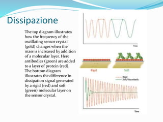 Dissipazione
The top diagram illustrates
how the frequency of the
oscillating sensor crystal
(gold) changes when the
mass is increased by addition
of a molecular layer. Here
antibodies (green) are added
to a layer of protein (red).
The bottom diagram
illustrates the difference in
dissipation signal generated
by a rigid (red) and soft
(green) molecular layer on
the sensor crystal.
 