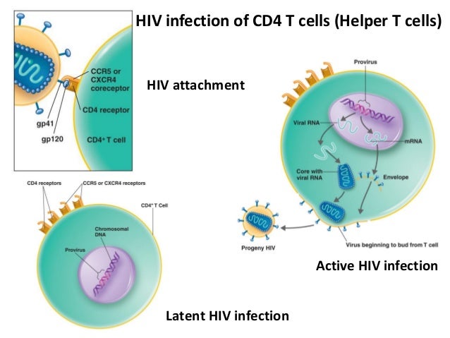 hiv retrovirus