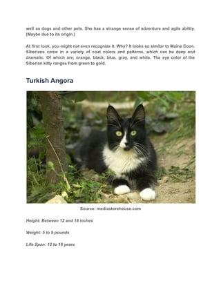 9 black and white cat breeds (with unique name ideas) | PDF | Free Download