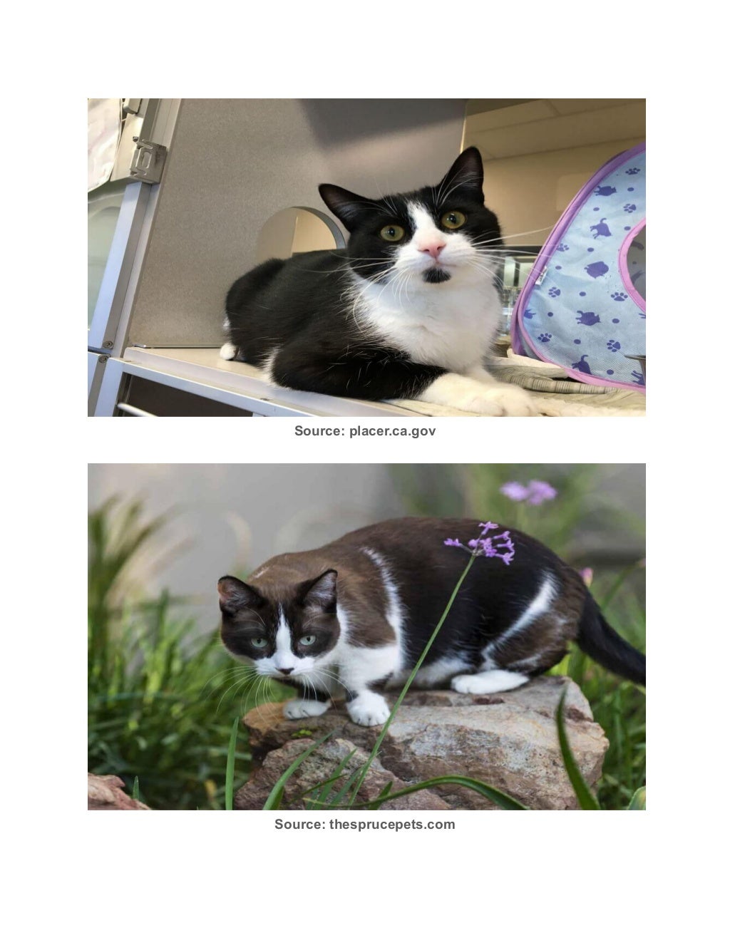 9 black and white cat breeds (with unique name ideas)