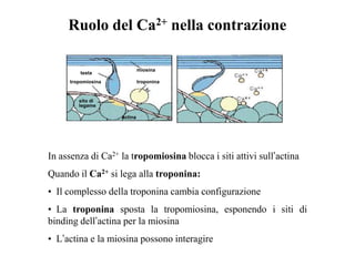 Ruolo del Ca2+ nella contrazione

                             miosina
         testa
     tropomiosina            troponina


        sito di
        legame

                    actina




In assenza di Ca2+ la tropomiosina blocca i siti attivi sull’actina
Quando il Ca2+ si lega alla troponina:
• Il complesso della troponina cambia configurazione
• La troponina sposta la tropomiosina, esponendo i siti di
binding dell’actina per la miosina
• L’actina e la miosina possono interagire
 