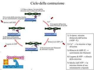 Ciclo della contrazione
                         1) Fibra a riposo: la testa della
                         miosina non è attaccata all’actina


5) La testa della miosina ritorna
al suo orientamento originale

 Idrolisi dell’ATP                                            Ca2+
                                                                 2) Legame della testa
                                                                 della miosina all’actina

             ATP



                                                                                            1) A riposo: miosina
4) Rilascio della testa
della miosina dall’actina                                                                      distaccata dall’actina
                                                                                               (ADP+ Pi)
                                                               Rilascio di ADP e Pi
    Legame di ATP                                                                           2) Ca2+ → la miosina si lega
                                                                                               all’actina
                                                    3) Scorrimento dei filamenti
                                                    di miosina e actina
                                                                                            3) Rilascio di ADP+Pi →
                                                                                               scorrimento dei filamenti
                                                                                            4) Legame di ATP → rilascio
                                                                                               della miosiina
                                                                                            5) Idrolisi dell’ATP → la
                                                                                               miosina ritorna al suo
                                                                                               orientamento originale
 