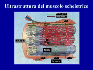 Ultrastruttura del muscolo scheletrico
                                                  Miosina spessa
                                                  Actina sottile

                                                               Nucleo




                                       TT
     Miofibrilla
                                  RS    RS




                                Triade


                            Banda I            Banda A             Banda I
                   Nucleo
                                             Sarcomero
 