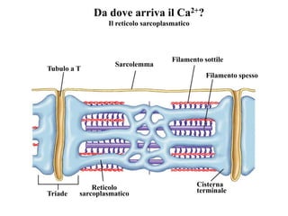 Da dove arriva il Ca2+?
                 Il reticolo sarcoplasmatico




                                      Filamento sottile
                   Sarcolemma
Tubulo a T
                                                 Filamento spesso




             Reticolo                          Cisterna
Triade   sarcoplasmatico                       terminale
 