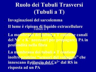 Ruolo dei Tubuli Trasversi
               (Tubuli a T)
•   Invaginazioni del sarcolemma
•   Il lume è ripieno di liquido extracellulare
                  Tubuli a T
•   La membrana dei tubuli a T contiene canali
    del Na+ e K+ necessari per propagare i PA in
    profondità nella fibra
•   La membrana dei tubuli a T contiene
    inoltre proteine “sensori del voltaggio” che
    innescano il Fibra muscolare 2+ dal RS in
                 rilascio del Ca
    risposta ad un PA
 