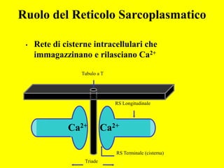 Ruolo del Reticolo Sarcoplasmatico

 •   Rete di cisterne intracellulari che
     immagazzinano e rilasciano Ca2+

                  Tubulo a T




                               RS Longitudinale




              Ca2+          Ca2+

                               RS Terminale (cisterna)
                   Triade
 