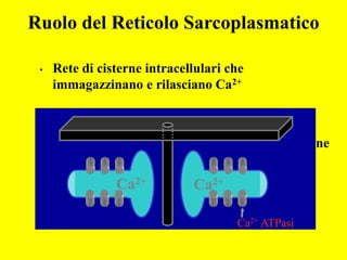 Ruolo del Reticolo Sarcoplasmatico

 •   Rete di cisterne intracellulari che
     immagazzinano e rilasciano Ca2+


 •   Il RS longitudinale contiene Ca2+-ATPasi che
     pompano Ca2+ nel RS alla fine della contrazione


                Ca2+          Ca2+

                                      Ca2+ ATPasi
 