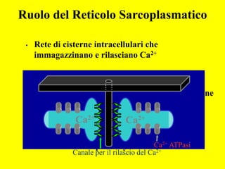 Ruolo del Reticolo Sarcoplasmatico

 •   Rete di cisterne intracellulari che
     immagazzinano e rilasciano Ca2+


 •   Il RS longitudinale contiene Ca2+-ATPasi che
     pompano Ca2+ nel RS alla fine della contrazione


                Ca2+         Ca2+
 •   Il RS terminale contiene un grosso complesso
     proteico denominato canale di rilascio del
     Ca2+ o recettore per la ryanodina2+ 2+ ATPasi
                                     Ca
               Canale per il rilascio del Ca
 