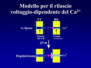 Modello per il rilascio
voltaggio-dipendente del Ca 2+

                   TT               RS
               +           -
               +           -
                                                   2+
    A riposo           +                          Ca
               +           -
               +           -
                   Sensore          Canale
                   del volt.        di rilascio

                        Vm
               -           +
               -           +
                                2+                 2+
  Depolarizzata +              Ca             Ca
              -            +
               -           +
 