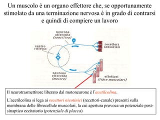 Un muscolo è un organo effettore che, se opportunamente
stimolato da una terminazione nervosa è in grado di contrarsi
               e quindi di compiere un lavoro




 Il neurotrasmettitore liberato dal motoneurone è l’acetilcolina.
 L’acetilcolina si lega ai recettori nicotinici (recettori-canale) presenti sulla
 membrana delle fibrocellule muscolari, la cui apertura provoca un potenziale post-
 sinaptico eccitatorio (potenziale di placca)
 