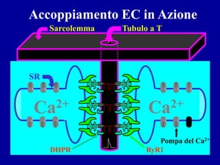 Accoppiamento EC in Azione
     Sarcolemma               Tubulo a T




SR
                  + +   + +




Ca2+              + +   + +

                                    Ca2+
                  + +   + +




                                       Pompa del Ca2+
     DHPR                           RyR1
 