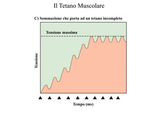 Il Tetano Muscolare
C) Sommazione che porta ad un tetano incompleto


           Tensione massima
Tensione




                        Tempo (ms)
 
