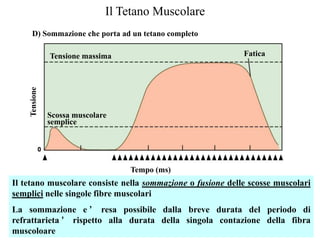 Il Tetano Muscolare
      D) Sommazione che porta ad un tetano completo

               Tensione massima                             Fatica
    Tensione




               Scossa muscolare
               semplice




                                  Tempo (ms)
Il tetano muscolare consiste nella sommazione o fusione delle scosse muscolari
semplici nelle singole fibre muscolari
La sommazione e ’ resa possibile dalla breve durata del periodo di
refrattarieta ’ rispetto alla durata della singola contazione della fibra
muscoloare
 