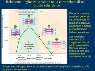 Relazione lunghezza-tensione nella contrazione di un
                 muscolo scheletrico

                                                             Viene mostrata la
                                                             tensione generata
                                                             da un muscolo in
                                                             relazione alla sua
                                                             lunghezza a riposo
                                                             prima dell’inizio
                                                             della contrazione.
                                                             Alla lunghezza
                                                             ottimale c’è un
                                                             maggior numero di
                                                             ponti trasversali tra
                                                             filamenti spessi e
                                                             sottili e la fibra può
                                                             generare il suo
                                                             massimo di forza (A)



La tensione sviluppata durante una scossa muscolare semplice è determinata dalla
lunghezza del sarcomero
 