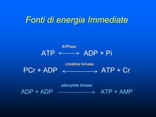 Fonti di energia Immediate

            ATPase
     ATP               ADP + Pi
              creatine kinase
PCr + ADP                       ATP + Cr

            adenylate kinase
ADP + ADP                       ATP + AMP
 