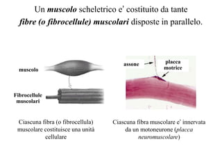 Un muscolo scheletrico e’ costituito da tante
  fibre (o fibrocellule) muscolari disposte in parallelo.



                                       assone          placca
  muscolo                                              motrice



Fibrocellule
 muscolari


 Ciascuna fibra (o fibrocellula)   Ciascuna fibra muscolare e’ innervata
 muscolare costituisce una unità        da un motoneurone (placca
           cellulare                         neuromuscolare)
 