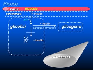 Riposo
   sangue     glucosio
 sarcolemma         + insulin

              ATP
                          + insulin
   glicolisi        glycogen synthase       glicogeno


              PFK    - insulin




                                      mitochondria
 