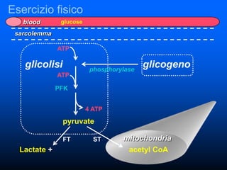 Esercizio fisico
   blood       glucose

 sarcolemma

              ATP

   glicolisi              phosphorylase
                                          glicogeno
              ATP

              PFK


                         4 ATP
               pyruvate

               FT          ST      mitochondria
  Lactate +                         acetyl CoA
 