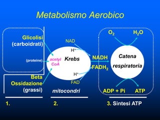 Metabolismo Aerobico
                                               O2       H2O
         Glicolisi
                                NAD
     (carboidrati)
                                  H+
                                        NADH        Catena
          (proteine)   acetyl   Krebs
                        CoA
                                        FADH2 respiratoria
                                   H+
            Beta
     Ossidazione                  FAD
         (grassi)       mitocondri         ADP + Pi      ATP

1.                       2.                  3. Sintesi ATP
 