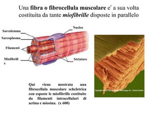 Una fibra o fibrocellula muscolare e’ a sua volta
              costituita da tante miofibrille disposte in parallelo
                                              Nucleo
Sarcolemma

Sarcoplasma

  Filamenti


 Miofibrill                                   Striature
 e




                  Qui      viene    mostrata       una
                  fibrocellula muscolare scheletrica
                  con esposte le miofibrille costituite
                  da filamenti intracellulari di
                  actina e miosina. (x 600)
 