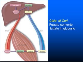 Ciclo di Cori
Fegato converte
lattato in glucosio
 