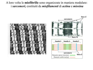 A loro volta le miofibrille sono organizzate in maniera modulare:
    i sarcomeri, costituiti da miofilamenti di actina e miosina


                                                                               linee Z
                                                        sarcomero




                                                                    linea M

                                         banda I        banda A      banda I




                                                        sarcomero
                                    filamento spesso (miosina)           linea Z
                                       filamento sottile (actina)
 