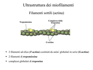Ultrastruttura dei miofilamenti
                       Filamenti sottili (actina)

                                          Complesso della
              Tropomiosina                  Troponina




                                        G-actina



 2 filamenti ad elica (F-actina) costituiti da unita’ globulari in serie (G-actina)
 2 filamenti di tropomiosina
 complessi globulari di troponina
 