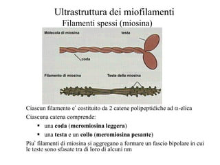 Ultrastruttura dei miofilamenti
                Filamenti spessi (miosina)
       Molecola di miosina                   testa




                              coda



       Filamento di miosina          Teste della miosina




Ciascun filamento e’ costituito da 2 catene polipeptidiche ad -elica
Ciascuna catena comprende:
      una coda (meromiosina leggera)
      una testa e un collo (meromiosina pesante)
Piu’ filamenti di miosina si aggregano a formare un fascio bipolare in cui
le teste sono sfasate tra di loro di alcuni nm
 