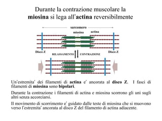 Durante la contrazione muscolare la
         miosina si lega all’actina reversibilmente
                                 sarcomero
                                  miosina    actina




             Disco Z                                  Disco Z
                       RILASSAMENTO   CONTRAZIONE




Un’estremita’ dei filamenti di actina e’ ancorata al disco Z. I fasci di
filamenti di miosina sono bipolari.
Durante la contrazione i filamenti di actina e miosina scorrono gli uni sugli
altri senza accorciarsi.
Il movimento di scorrimento e’ guidato dalle teste di miosina che si muovono
verso l’estremita’ ancorata al disco Z del filamento di actina adiacente.
 