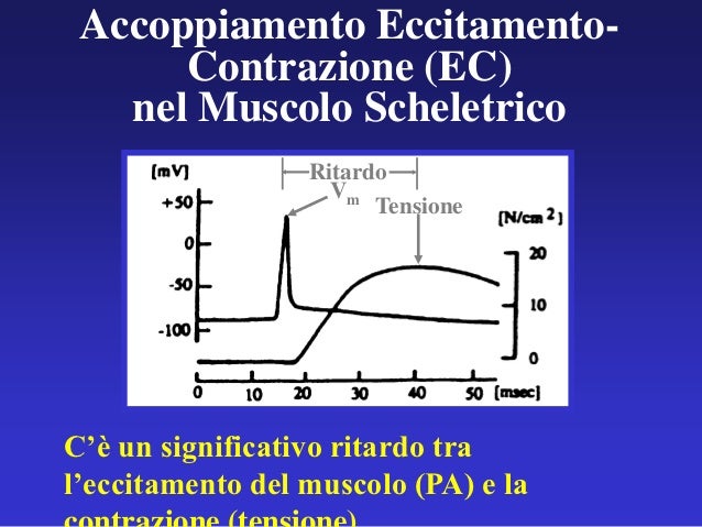 Accoppiamento Eccitazione Contrazione Muscolo Scheletrico