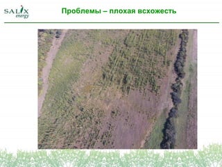 Проблемы – плохая всхожесть
 