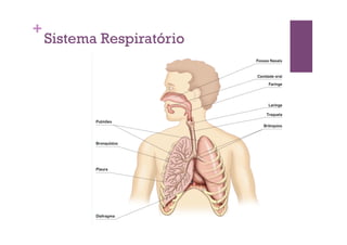+
    Sistema Respiratório
 