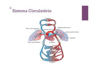 +
    Sistema Circulatório
 
